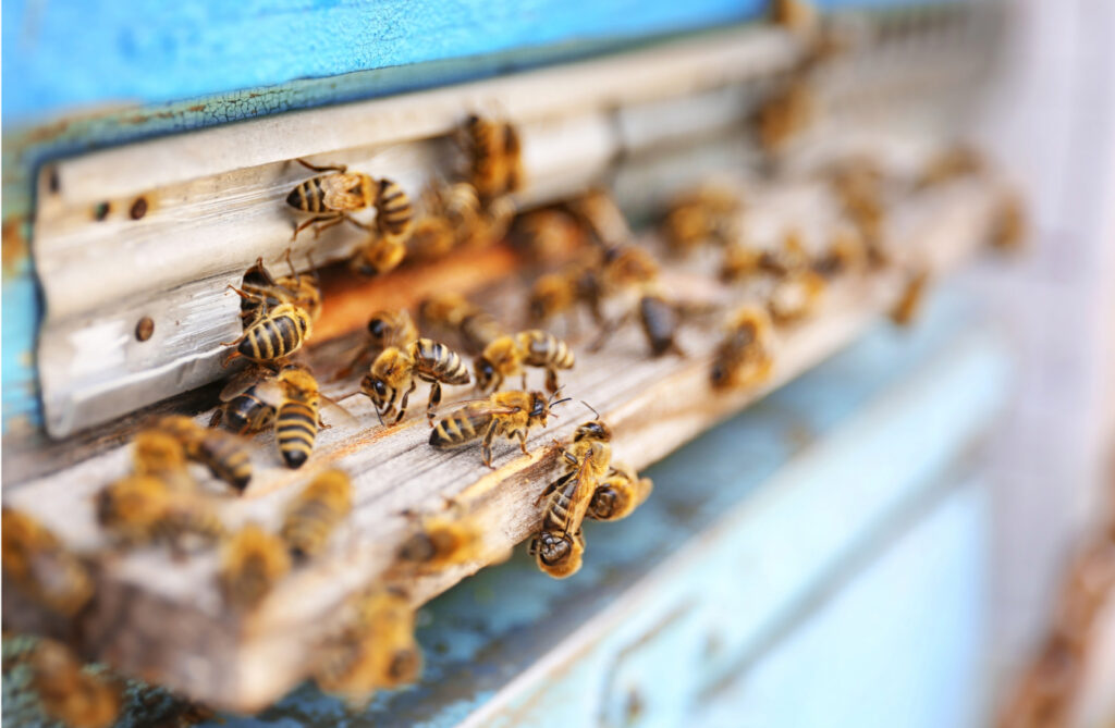 Domande frequenti Alveario